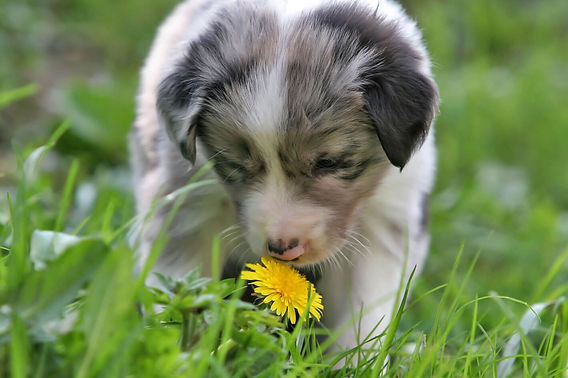 son las plantas de nochebuena venenosas para perros y gatos