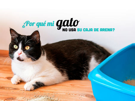 ¿Por qué mi gato no usa su caja de arena?