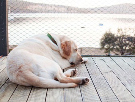 Obesidad en Perros