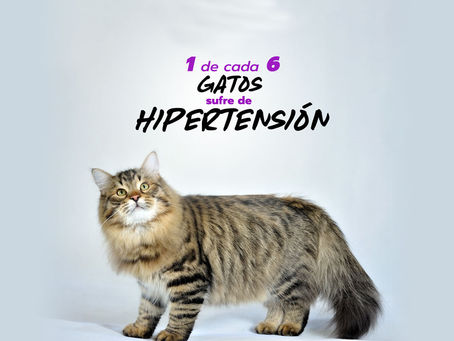 1 de 6 gatos sufren de Hipertensión