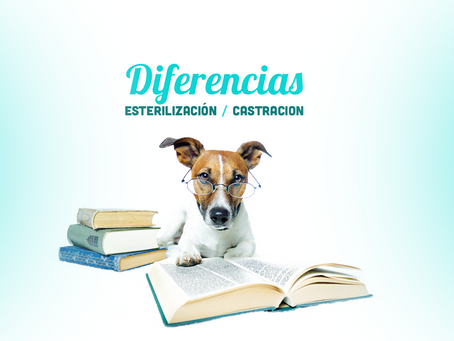 Diferencias entre Esterilización y Castración