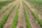 Upper White Cover Crop Program Field Day