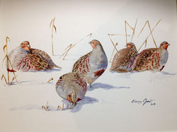 perdreaux dans la neige 8