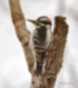 Hairy Woodpecker