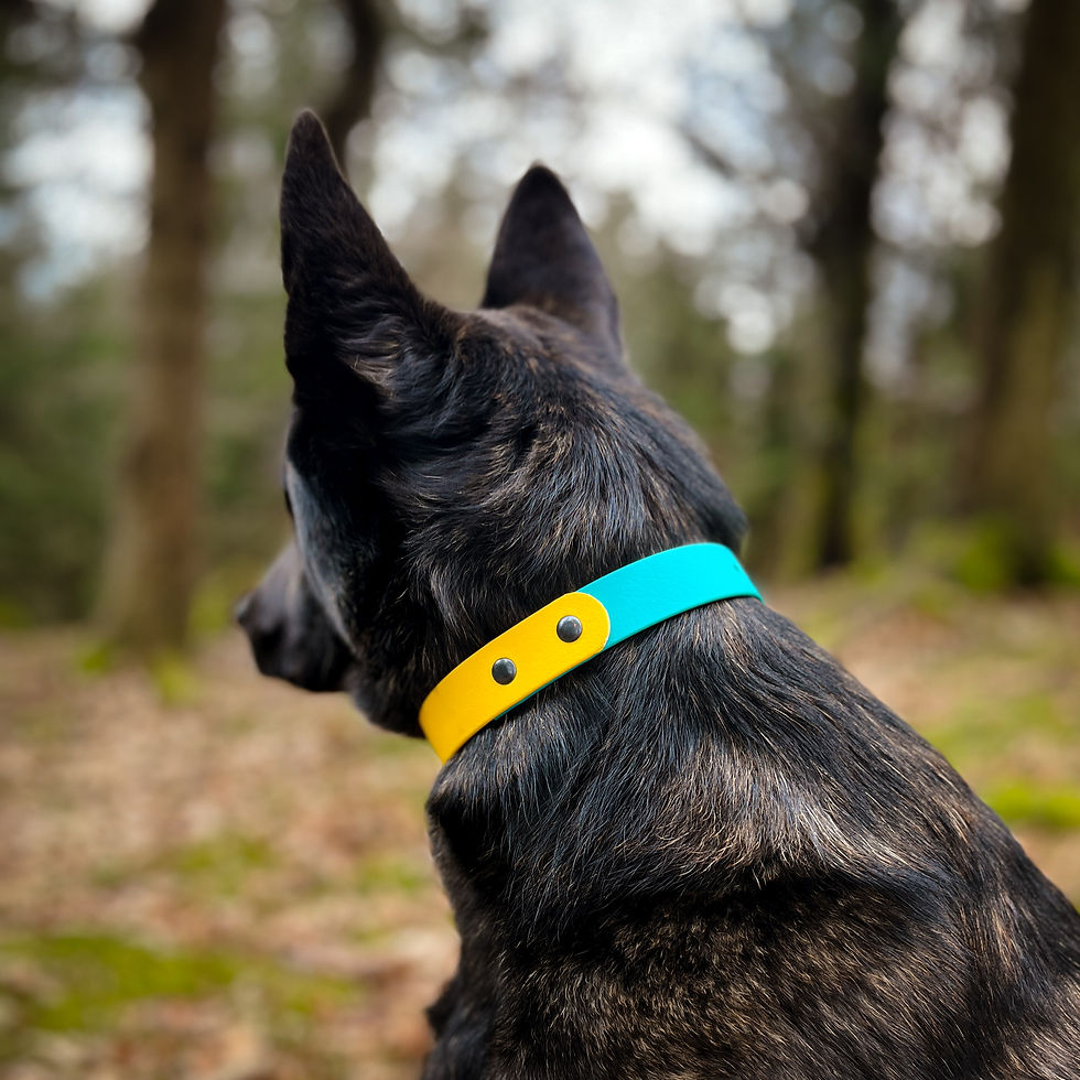 Thumbnail: A happy dog wearing the Tutti Frutti Tealy Biothane® collar, showcasing its bright color and sturdy metal hardware.