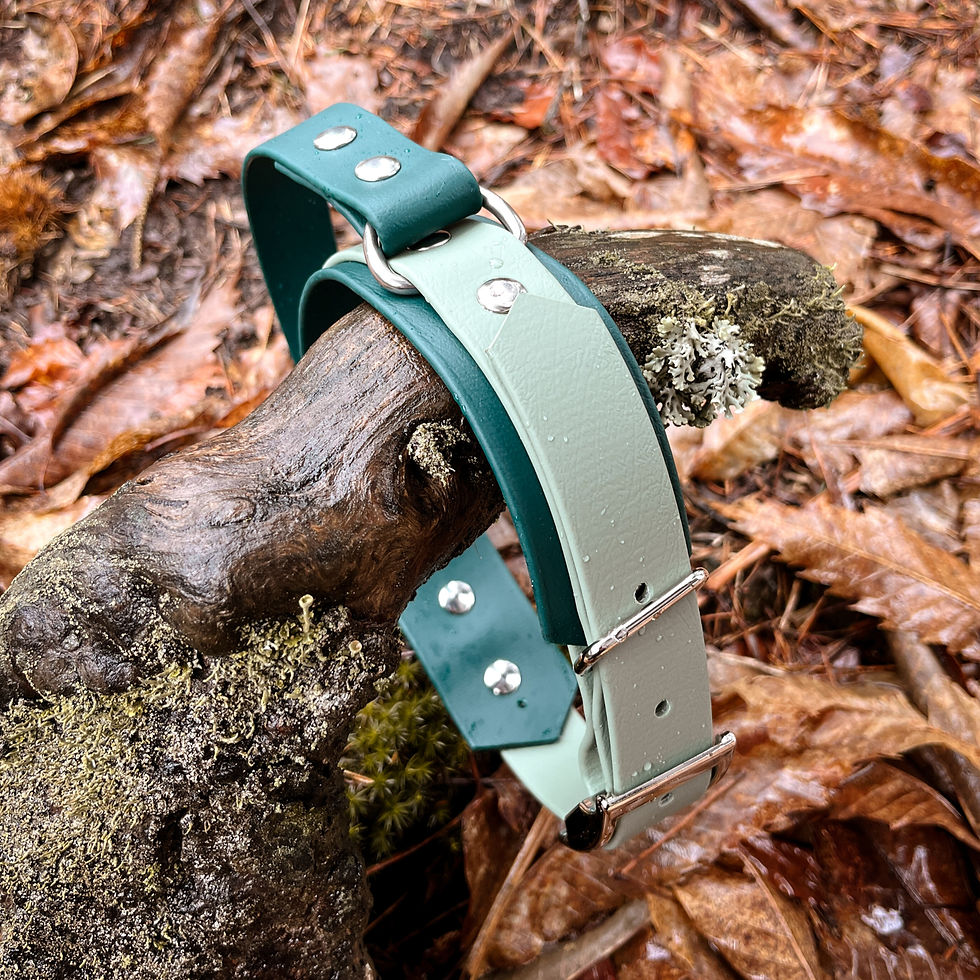 Sličica: Waterproof and easy-to-clean double-layer Biothane collar with secure buckle.