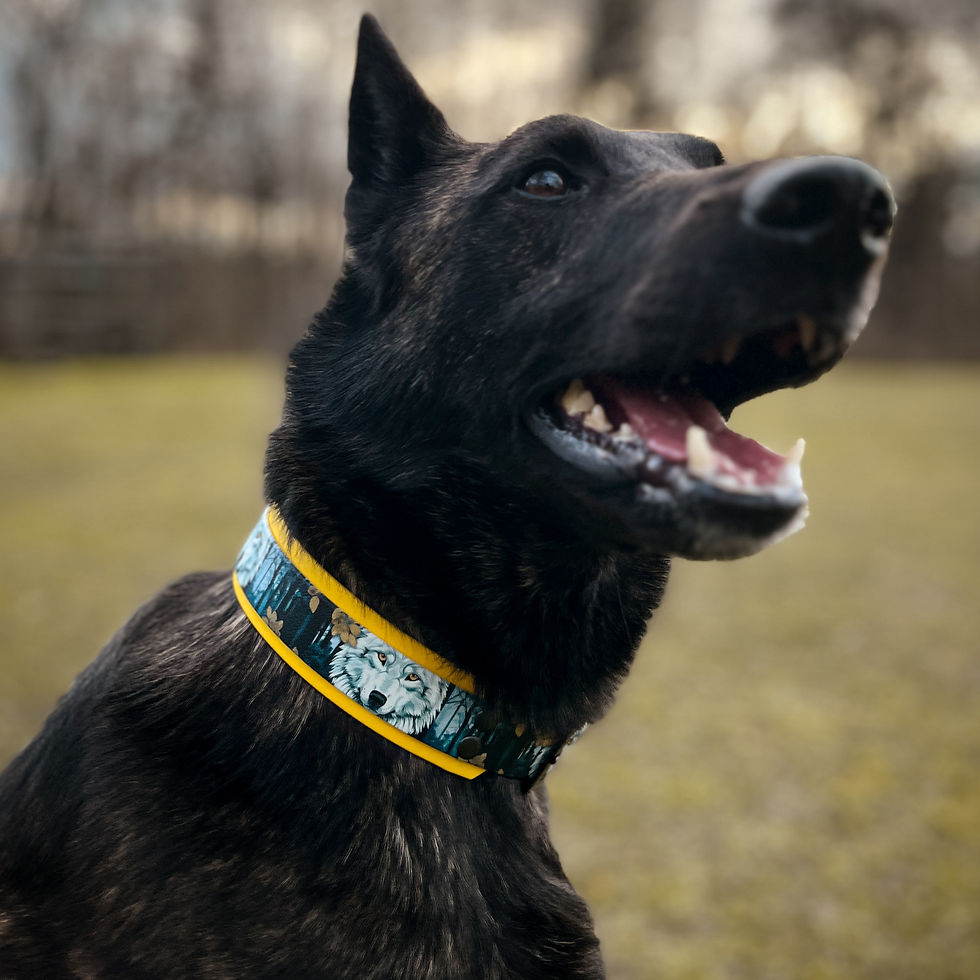 Sličica: Amazing Biothane Dog collar displayed on a dog.