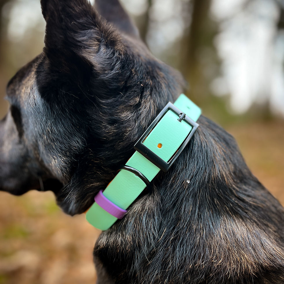 Sličica: Close-up of the Tutti Frutti Caribbean Biothane® collar, showcasing its waterproof and easy-to-clean design.