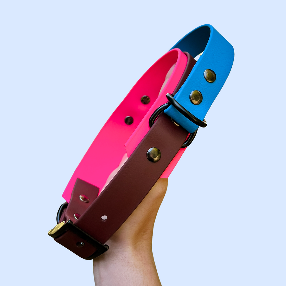 Close-up of tri-color biothane collar with metal buckle and D-ring