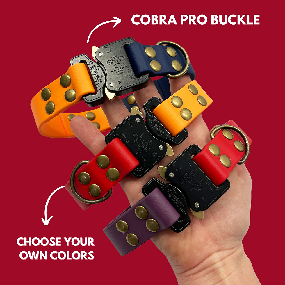 Two-tone BioThane® dog collar with COBRA PRO buckle.