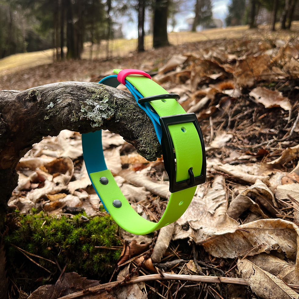 Thumbnail: Tutti Frutti Apple Biothane® dog collar with a vibrant green finish, combining durability and a secure belt buckle for everyd