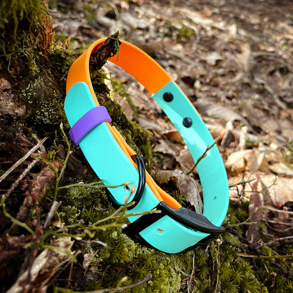 Sličica: A happy dog wearing the Tutti Frutti Caribbean Biothane® collar, enjoying a walk by the beach."  "Durable and flexible Tutti