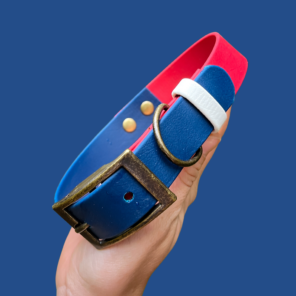 Tutti Frutti Navy Biothane dog collar with antique belt buckle, displayed on a wooden surface.