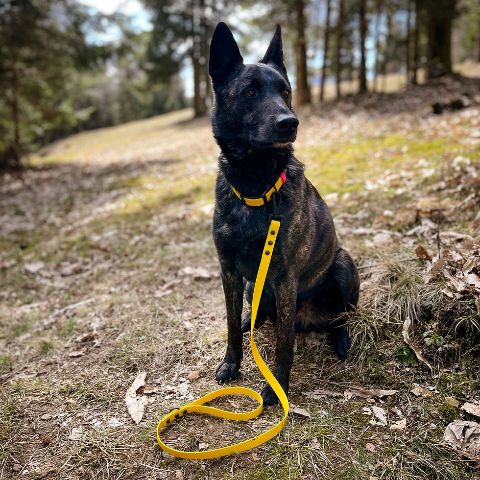 Thumbnail: Dog wearing the Sunny BioThane® Leash during a park walk.