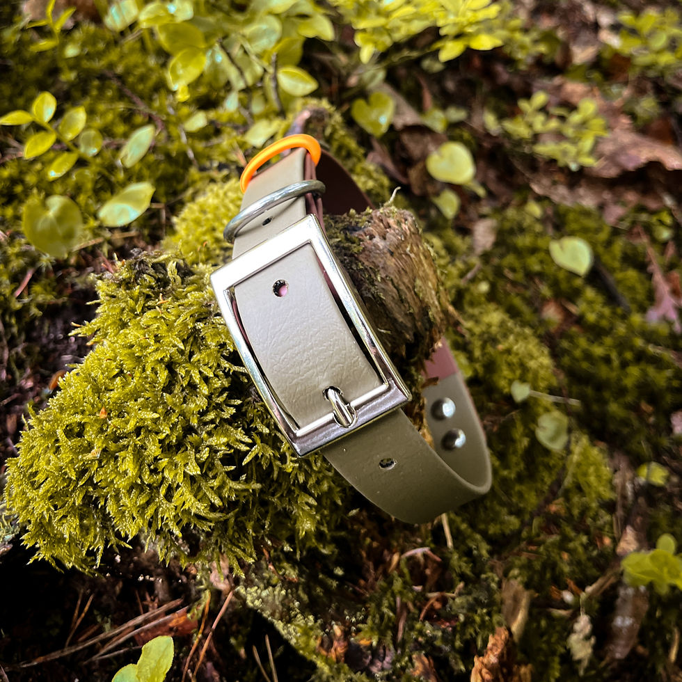 Sličica: Top-down view of the colorful Tutti Frutti Olive Biothane® collar showing hardware