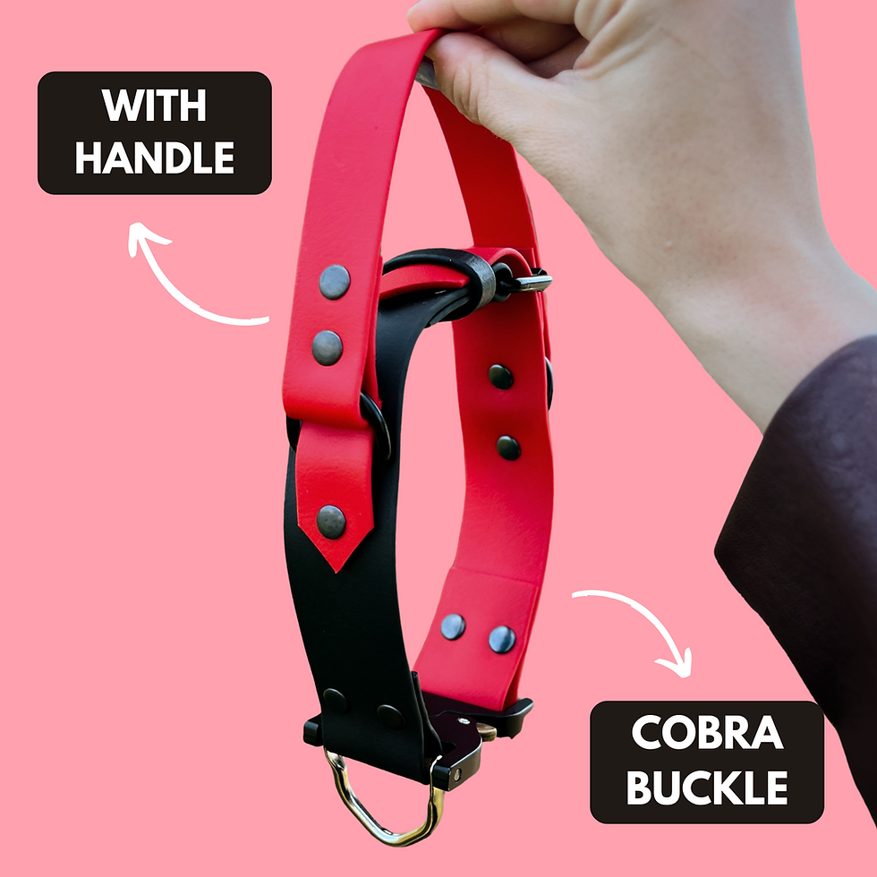 Thumbnail: Durable Biothane® dog collar with quick-release buckle and grip handle, shown on a large brown dog outdoors.