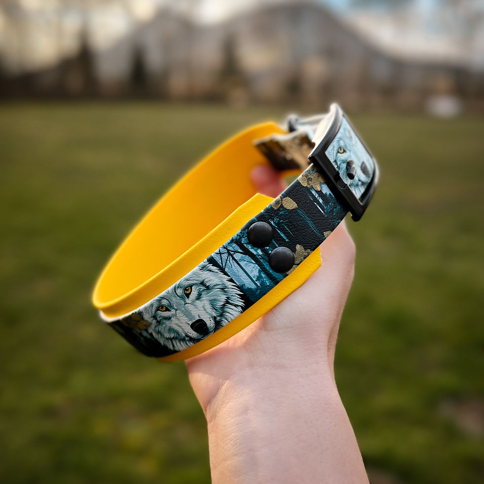 Sličica: Beautiful yellow and blue biothane dog collar.