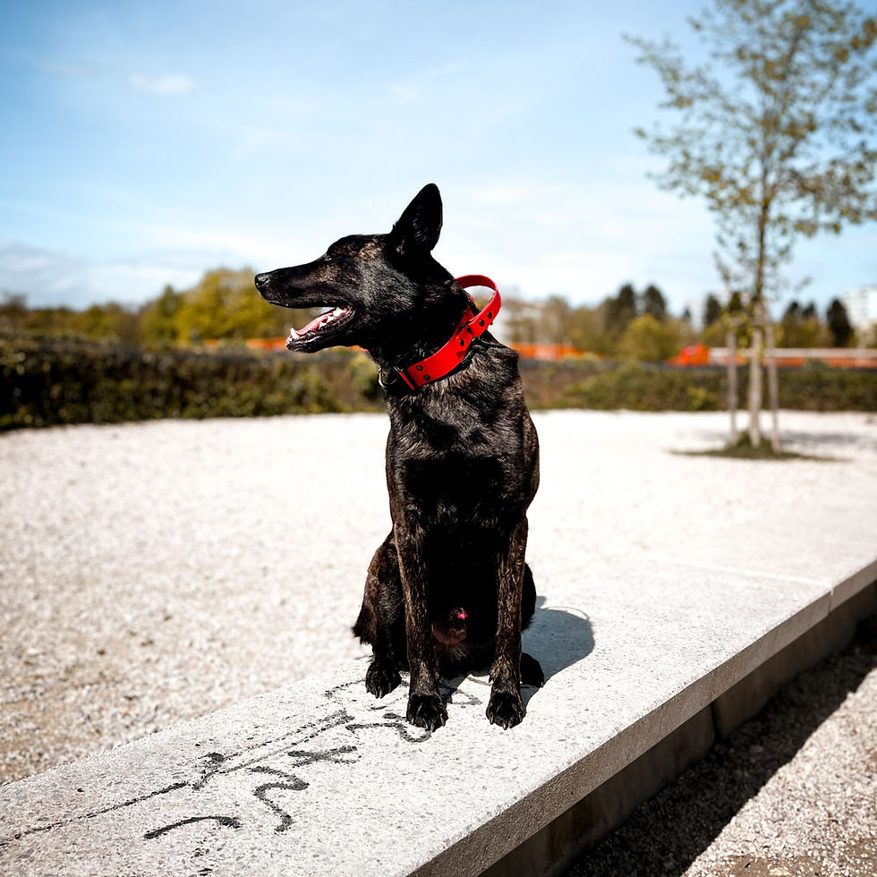 Thumbnail: Quick-release dog collar with Biothane® strap and heavy-duty handle, perfect for training or outdoor use.