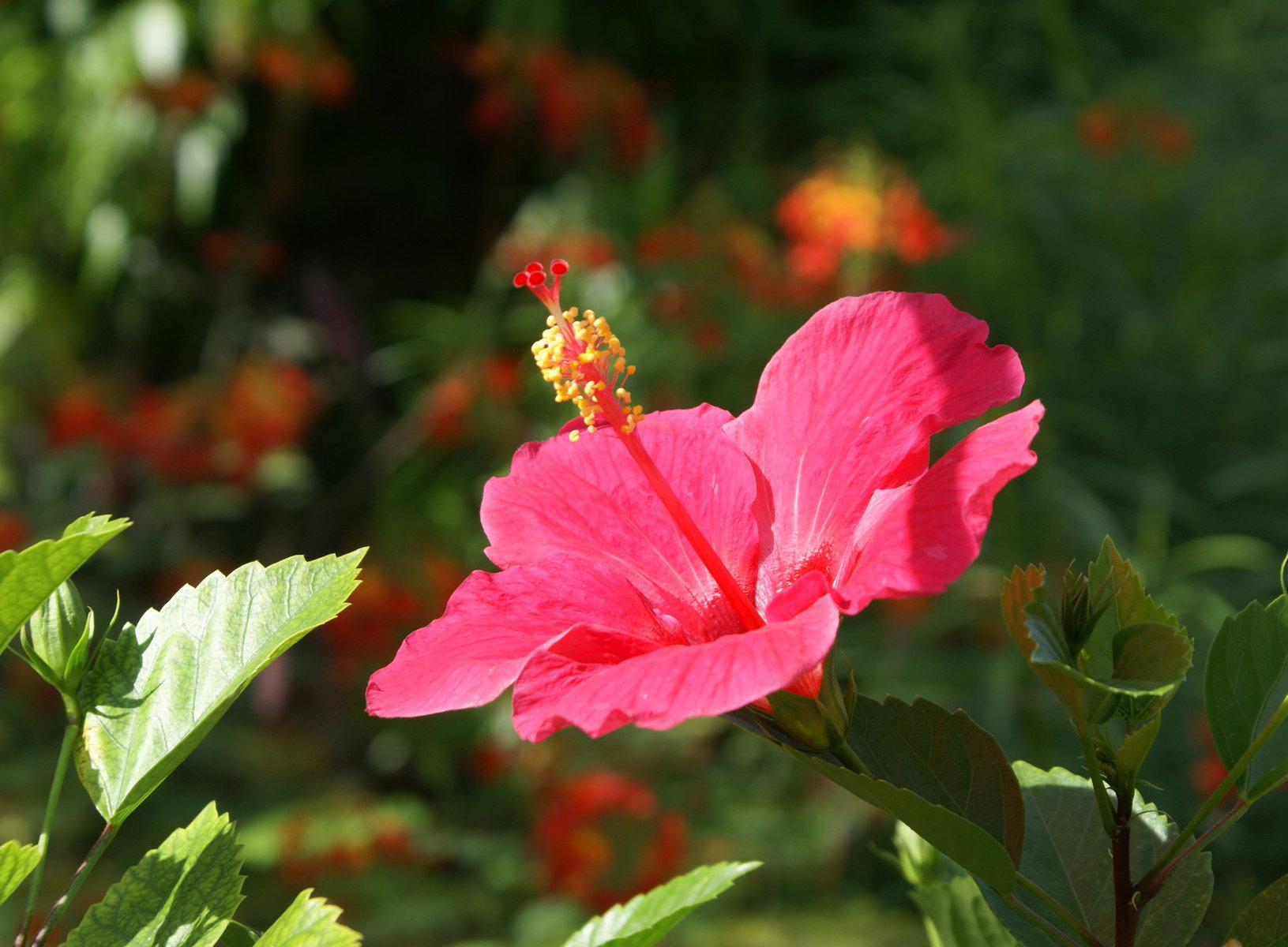 Festival de las Flores, Aibonito