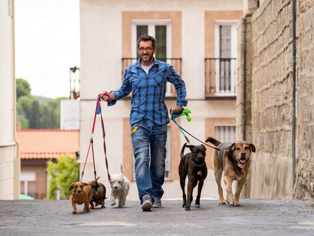 Choosing A Pet Sitter