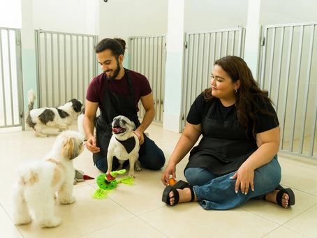 The Benefits Of Doggy Daycare & Professional Dog Walking