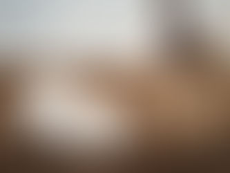 Understanding Your Dog’s Body Language