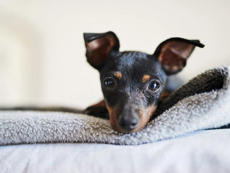 Separation Anxiety: Signs And What To Do About It