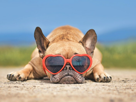 Hot Weather Safety Tips For Dogs