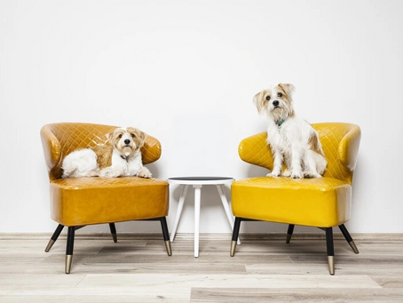 Introducing Your New Dog To Your Current Pets