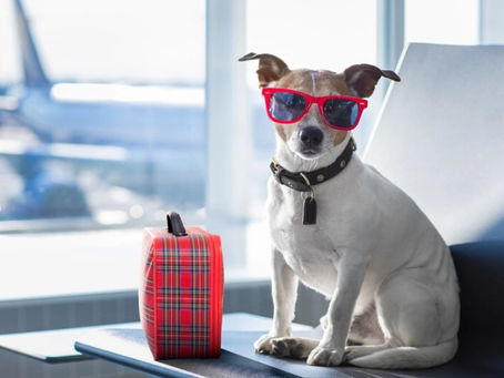 Planes, Trains, & Automobiles: Traveling With Your Dog