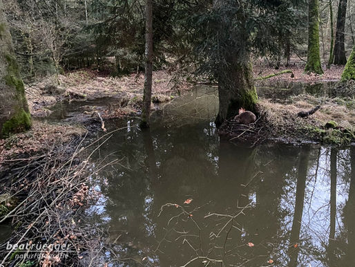 Neue Amphibienbiotope dank dem Biber