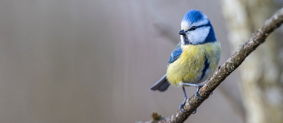 Die Blaumeise