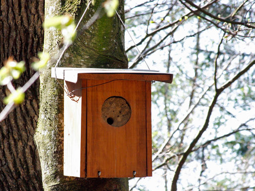 Wohnungsansprüche in der Vogelwelt (13. April 2014)