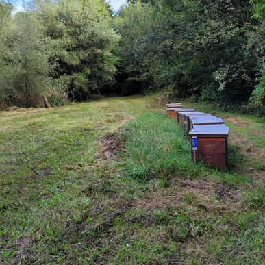 Arbeitseinsatz Grube Oberwilerfeld vom 22.8.2024