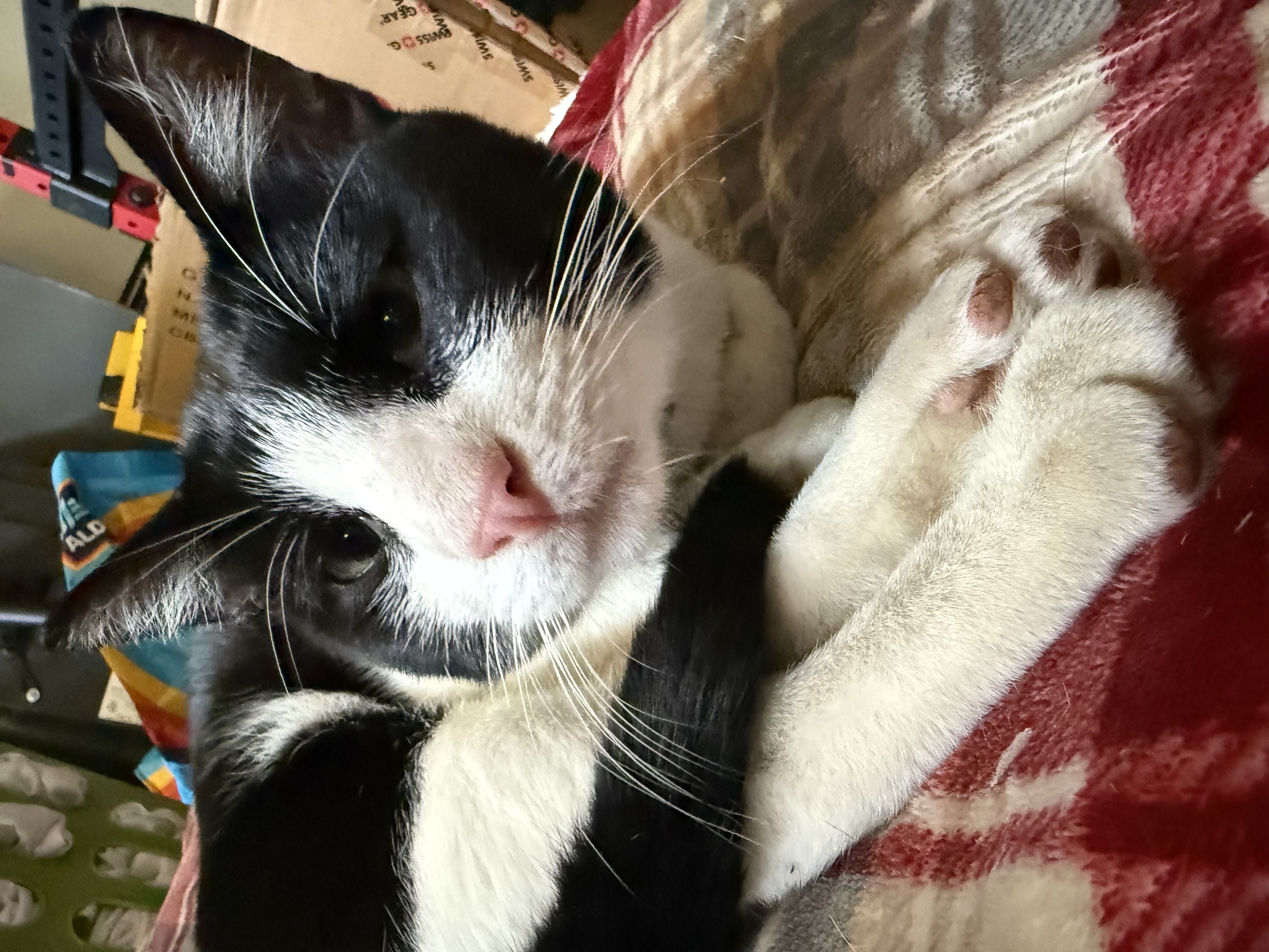 Screen Shot 2021-01-10 at 1.41.04 PM.png