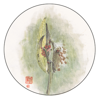 Northern Blue Cohosh – Caulophyllum giganteum