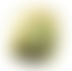 Northern Blue Cohosh – Caulophyllum giganteum