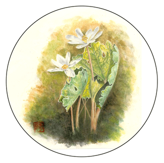 Northern Blue Cohosh – Caulophyllum giganteum