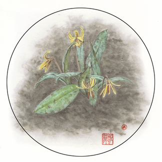 Northern Blue Cohosh – Caulophyllum giganteum