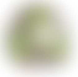 Northern Blue Cohosh – Caulophyllum giganteum