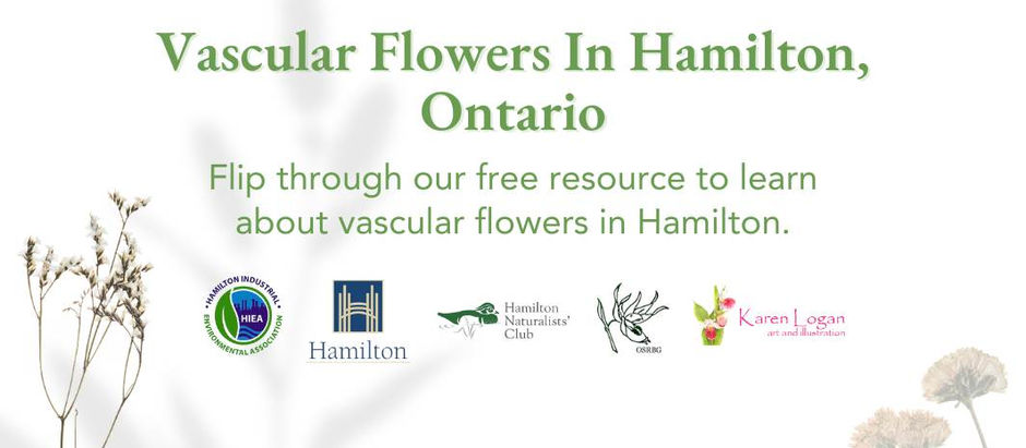 Vascular plant species found in Hamilton Ontario