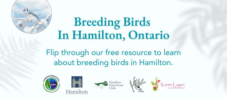 breeding birds found in Hamilton Ontario