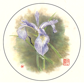 Northern Blue Cohosh – Caulophyllum giganteum