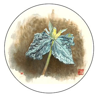 Northern Blue Cohosh – Caulophyllum giganteum