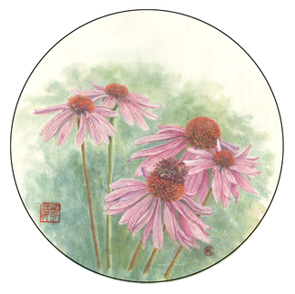 Northern Blue Cohosh – Caulophyllum giganteum