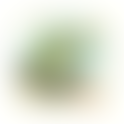 Northern Blue Cohosh – Caulophyllum giganteum