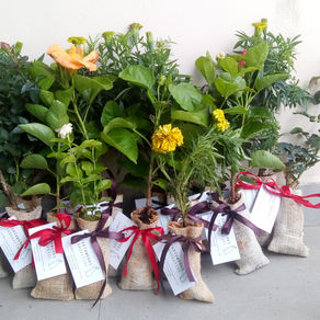 EARTHWORKS SAPLINGS