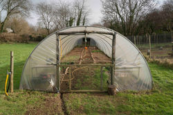 The Polytunnel