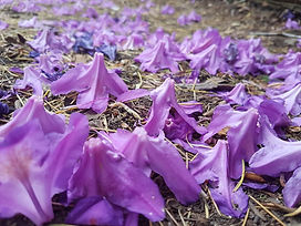 Rhododendron flowers littering woodland floor