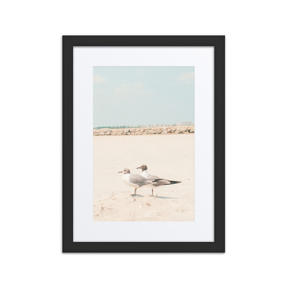 Thumbnail: Avalon Seagulls